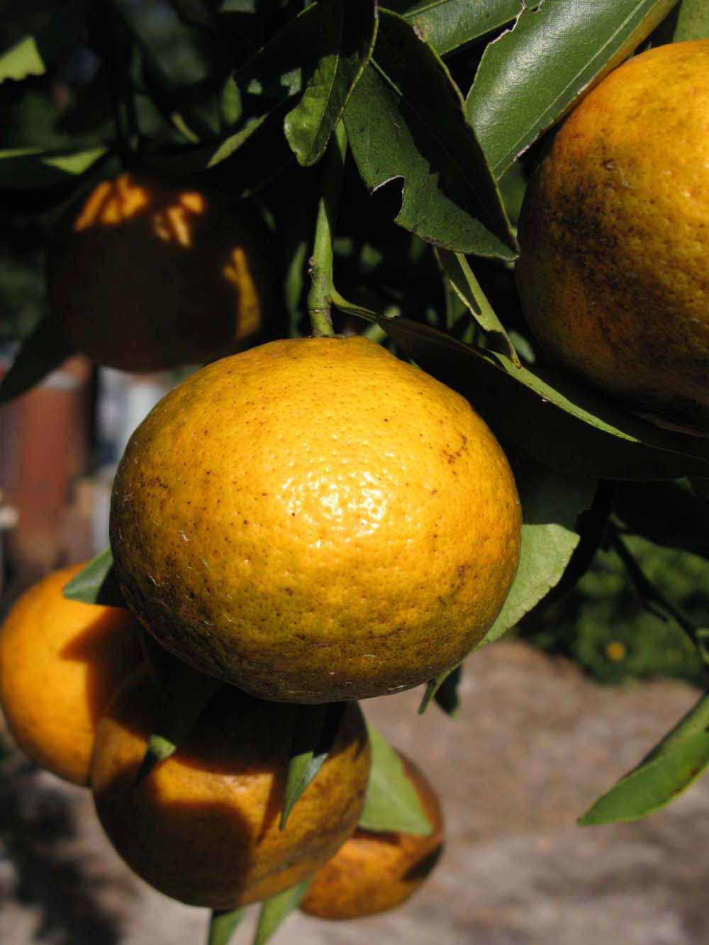              Fruit (Winter Haven, FL)       